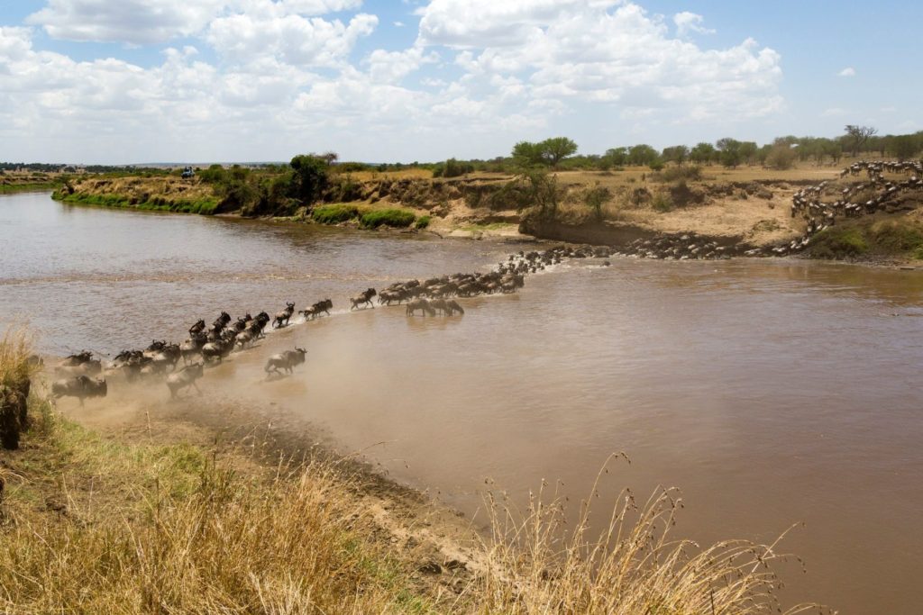 serengeti migration