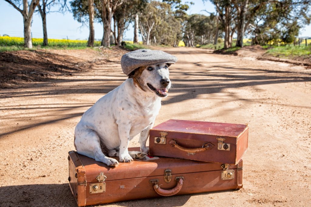 traveler dog